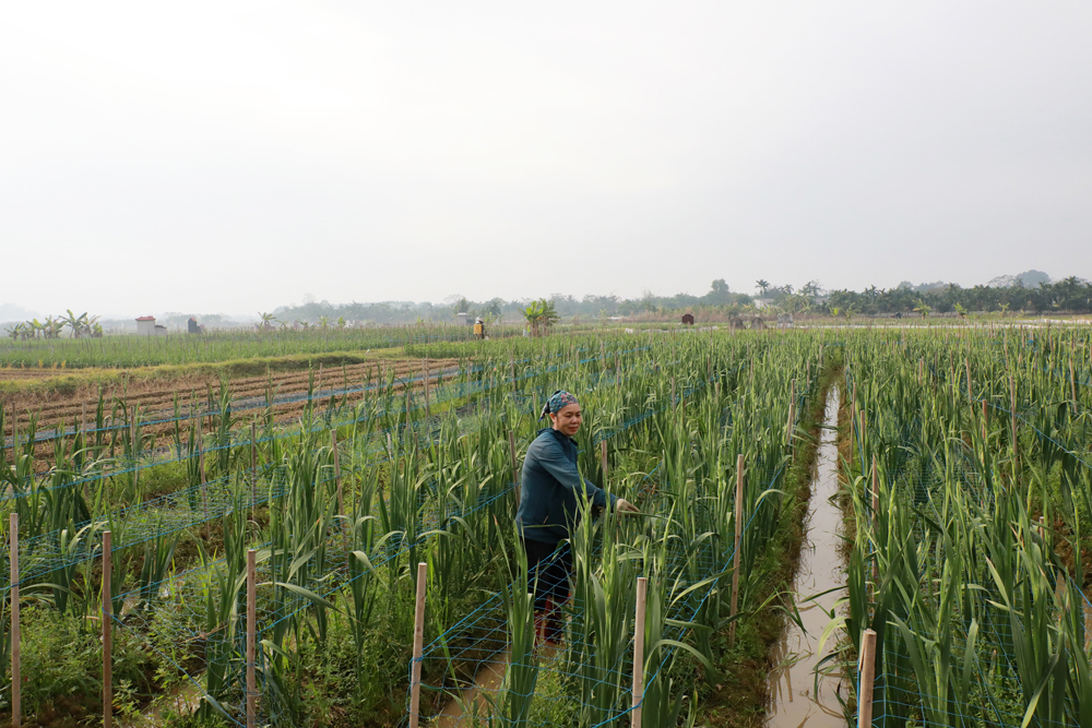 Những cánh đồng hoa giúp Nhân dân thôn Then có kinh tế phát triển.